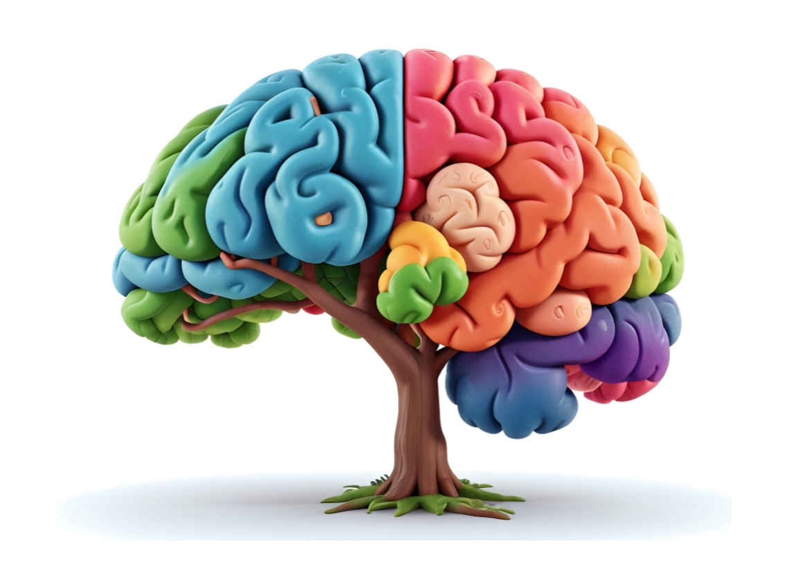 Our brain does not “fully develop” all at once at age 25: this is what neuroscience says