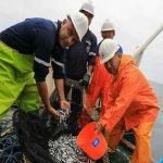 PRODUCE: First 2026 anchovy fishing season authorized in the southern zone