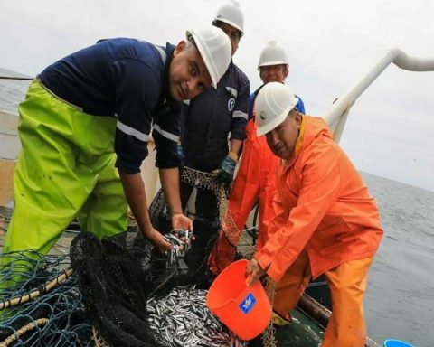 PRODUCE: First 2026 anchovy fishing season authorized in the southern zone