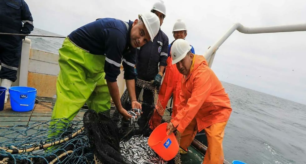 PRODUCE: First 2026 anchovy fishing season authorized in the southern zone