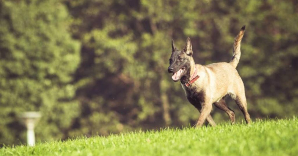 Race in Bogotá in tribute to pets this Christmas: When and where?