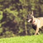 Race in Bogotá in tribute to pets this Christmas: When and where?