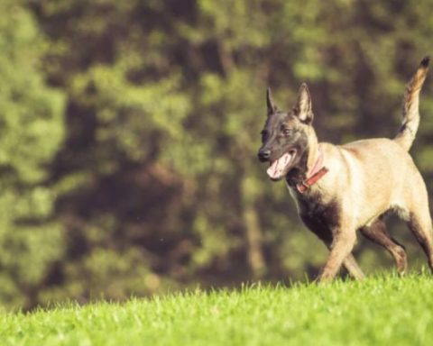 Race in Bogotá in tribute to pets this Christmas: When and where?