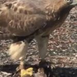 Residents confuse falcon with eagle after their unexpected visit