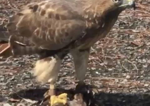 Residents confuse falcon with eagle after their unexpected visit
