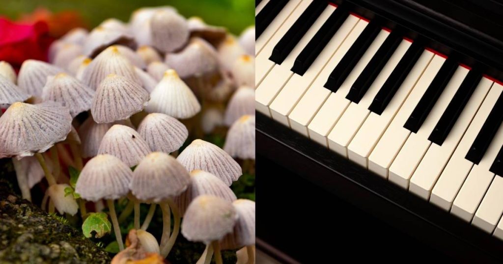 Scientists make mushrooms and plants “play” music