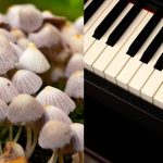 Scientists make mushrooms and plants “play” music