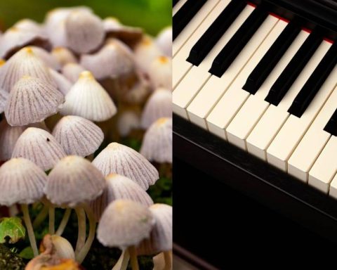 Scientists make mushrooms and plants “play” music