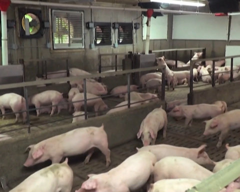 Spain temporarily cancels pork exports to Cuba after swine fever outbreak