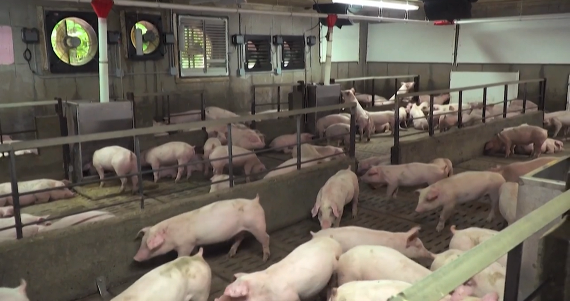 Spain temporarily cancels pork exports to Cuba after swine fever outbreak