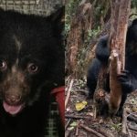 Murió Tamá, el oso andino símbolo de la conservación, mientras era trasladado hacia la libertad en Cúcuta