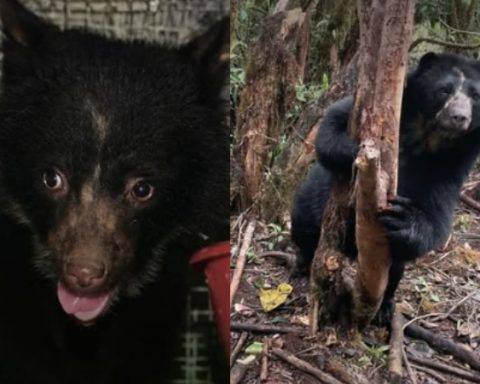 Murió Tamá, el oso andino símbolo de la conservación, mientras era trasladado hacia la libertad en Cúcuta