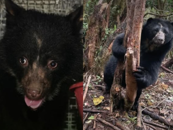 Murió Tamá, el oso andino símbolo de la conservación, mientras era trasladado hacia la libertad en Cúcuta