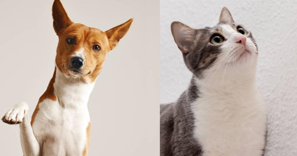 The 10 most popular dog and cat names of 2025