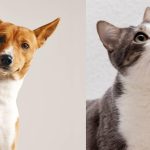 The 10 most popular dog and cat names of 2025