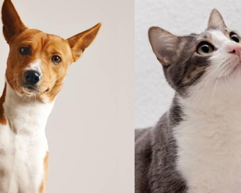 The 10 most popular dog and cat names of 2025