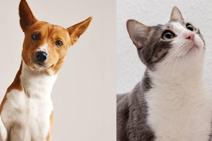 The 10 most popular dog and cat names of 2025