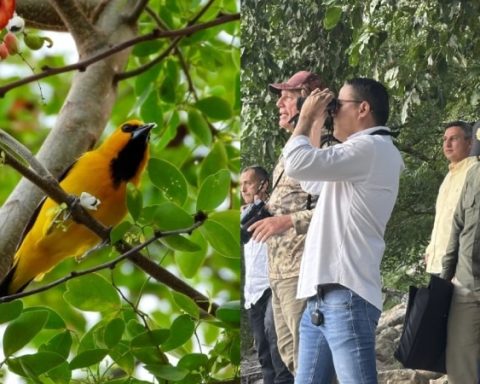 El Malecón de Cúcuta se consolida como escenario clave para el turismo de naturaleza y el avistamiento de aves