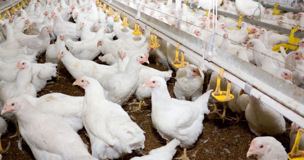 The imbalance of the T-MEC: why US chicken does enter Mexico, but Mexican chicken faces many barriers