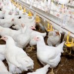 The imbalance of the T-MEC: why US chicken does enter Mexico, but Mexican chicken faces many barriers