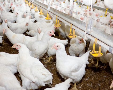 The imbalance of the T-MEC: why US chicken does enter Mexico, but Mexican chicken faces many barriers