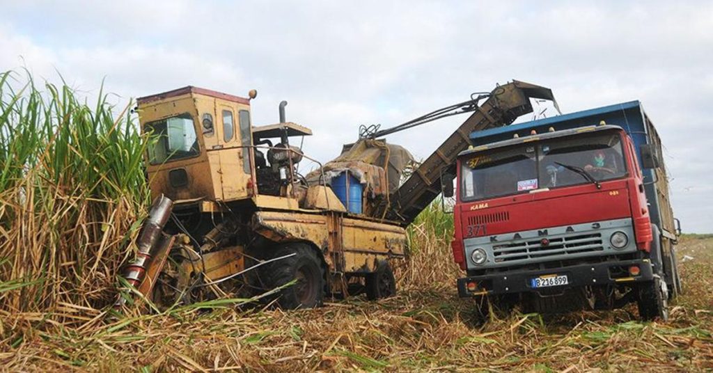“This is the harvest of dignity, shame, honor,” says an official in Las Tunas.