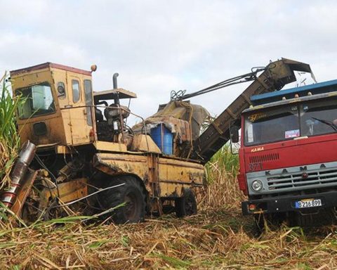 “This is the harvest of dignity, shame, honor,” says an official in Las Tunas.