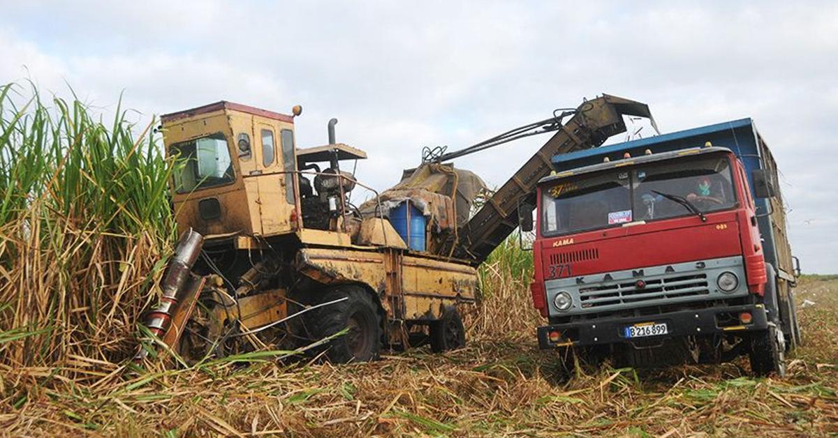 “This is the harvest of dignity, shame, honor,” says an official in Las Tunas.