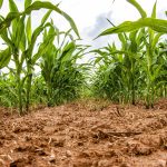 Transgenic corn and soybeans in Cuba: two divergent stories in official terms