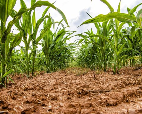 Transgenic corn and soybeans in Cuba: two divergent stories in official terms