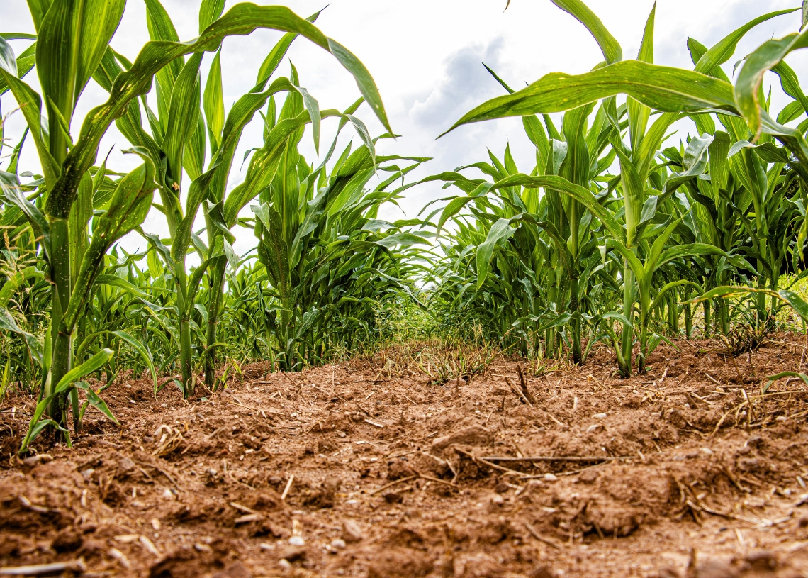 Transgenic corn and soybeans in Cuba: two divergent stories in official terms