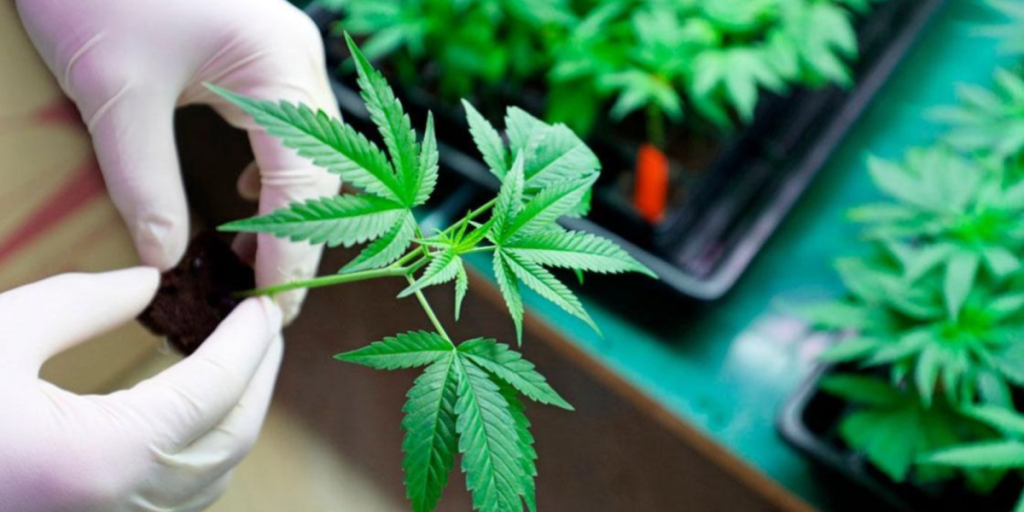 Trump considers reclassifying marijuana as a less dangerous drug in the US