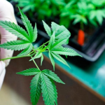 Trump considers reclassifying marijuana as a less dangerous drug in the US