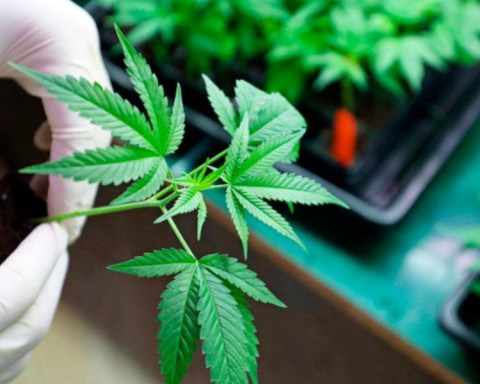 Trump considers reclassifying marijuana as a less dangerous drug in the US