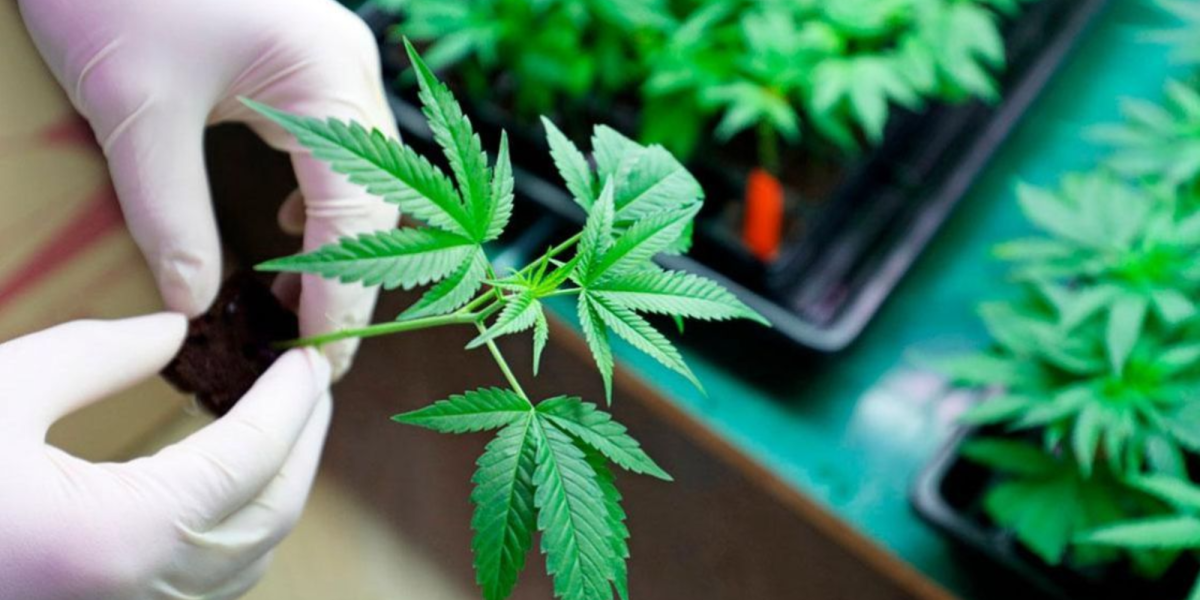 Trump considers reclassifying marijuana as a less dangerous drug in the US