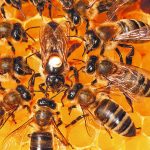 Uruguay investigates chemical product that caused the death of millions of bees