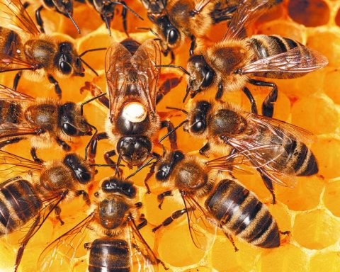 Uruguay investigates chemical product that caused the death of millions of bees