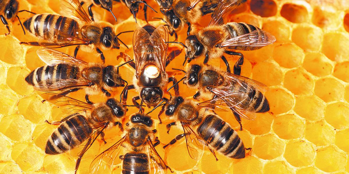 Uruguay investigates chemical product that caused the death of millions of bees