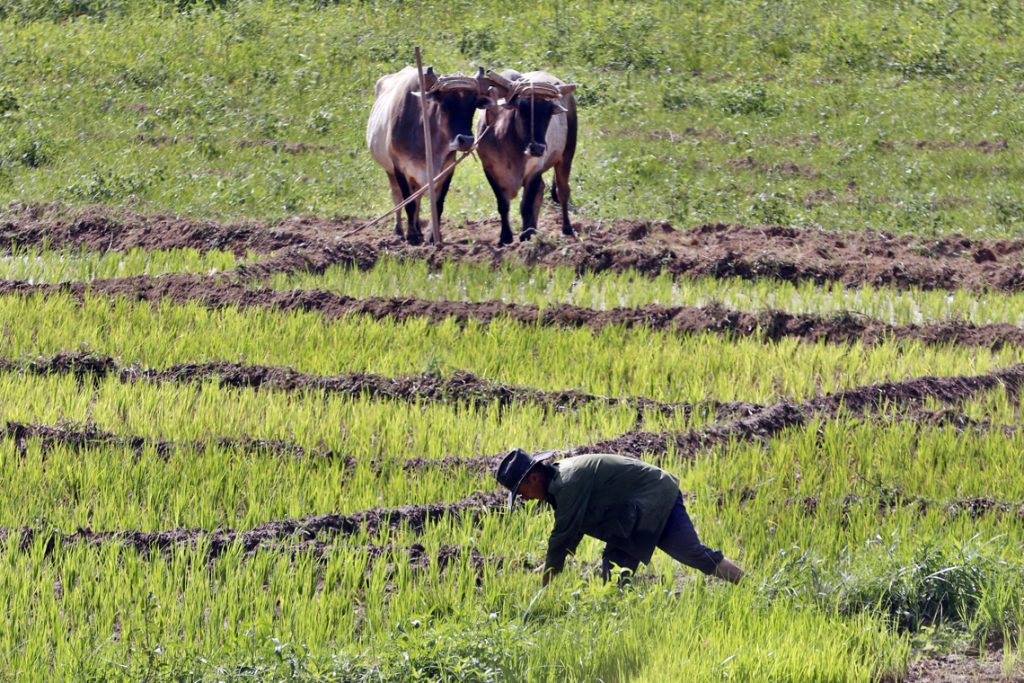 Vietnam company will invest more than 50 million dollars in agricultural project in Artemisa