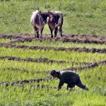 Vietnam company will invest more than 50 million dollars in agricultural project in Artemisa