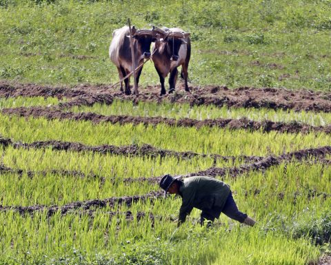 Vietnam company will invest more than 50 million dollars in agricultural project in Artemisa
