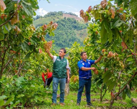 Vraem: Cocoa producer organizations participate in the I International Fair starting tomorrow