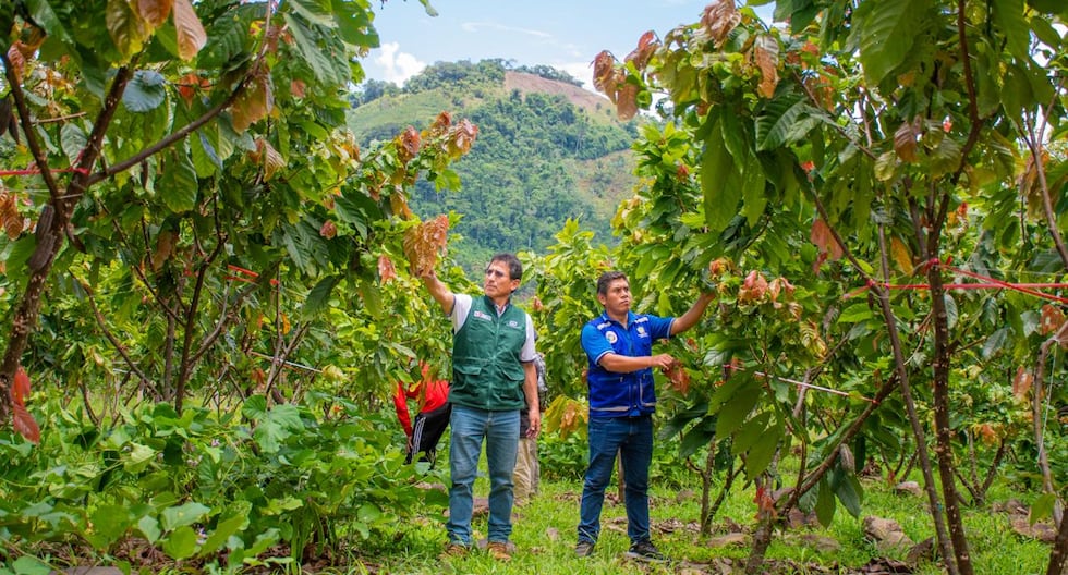 Vraem: Cocoa producer organizations participate in the I International Fair starting tomorrow