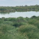 Wastewater threatens the Santa Julia wetland in Piura