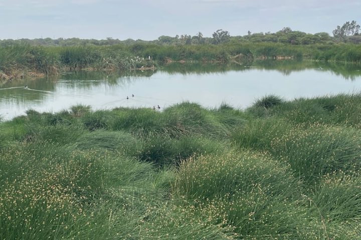Wastewater threatens the Santa Julia wetland in Piura
