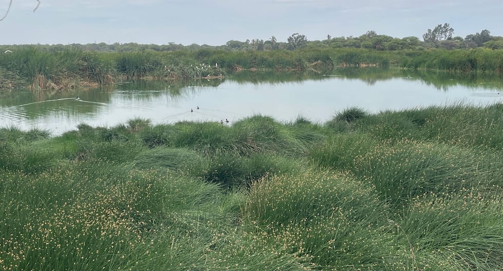 Wastewater threatens the Santa Julia wetland in Piura