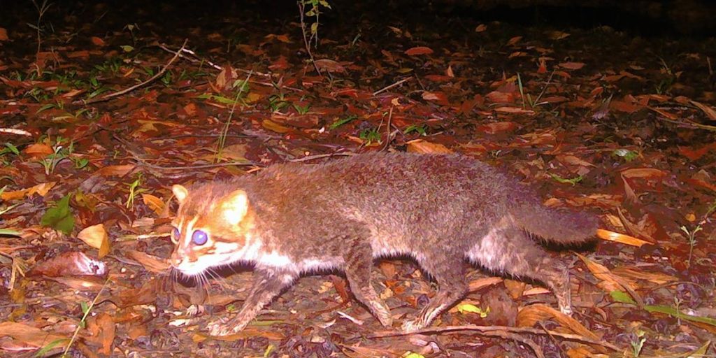 Wild cat thought to be extinct spotted again in Thailand