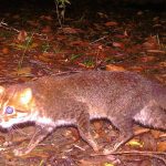 Wild cat thought to be extinct spotted again in Thailand