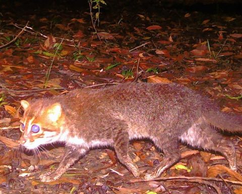 Wild cat thought to be extinct spotted again in Thailand