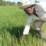 Without fuel, fertilizers or insecticides, they intend to plant 41,000 hectares of rice in Oriente